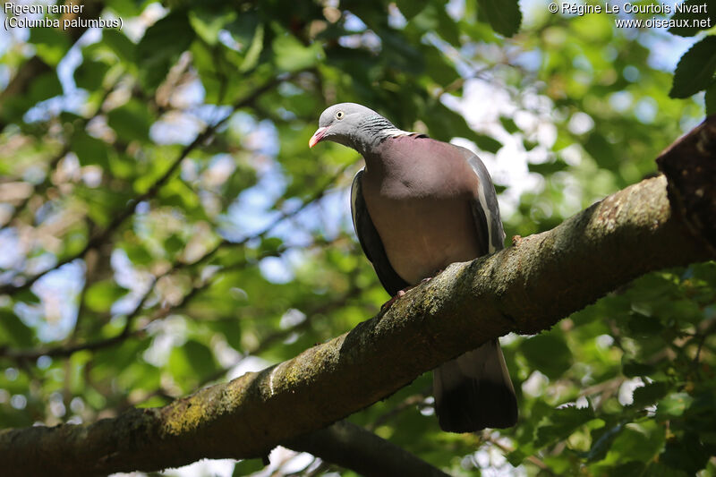 Common Wood Pigeon