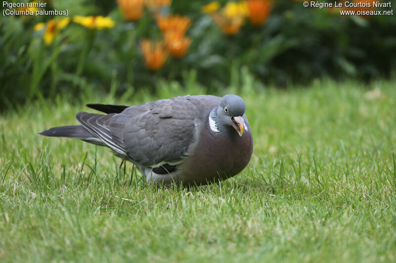 Pigeon ramier