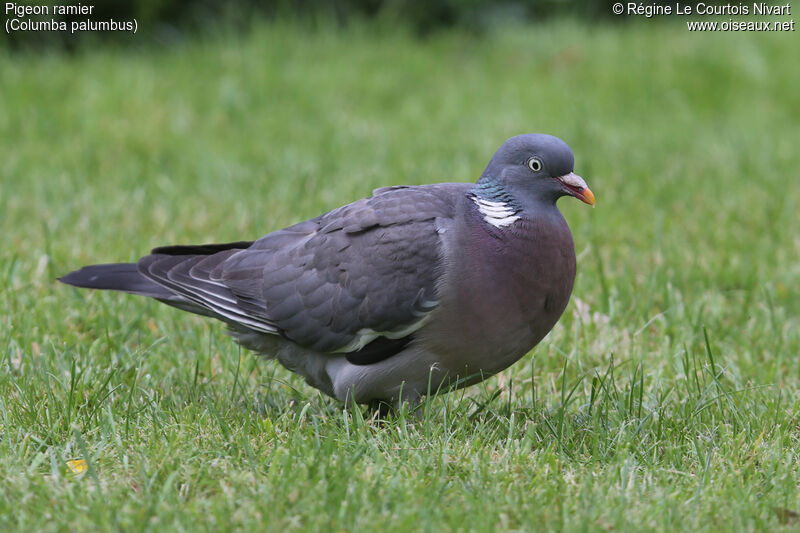 Common Wood Pigeon