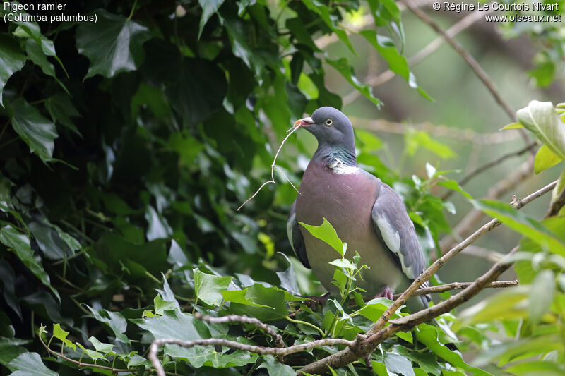 Common Wood Pigeon