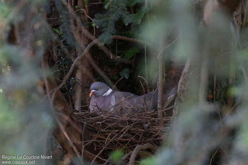 Common Wood Pigeonadult, Reproduction-nesting