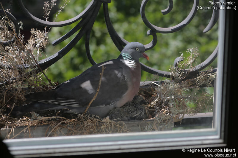 Pigeon ramier, Nidification