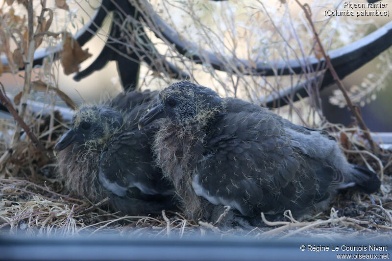 Pigeon ramierjuvénile