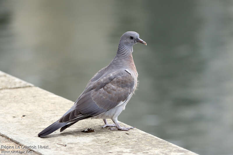 Pigeon ramierjuvénile, identification