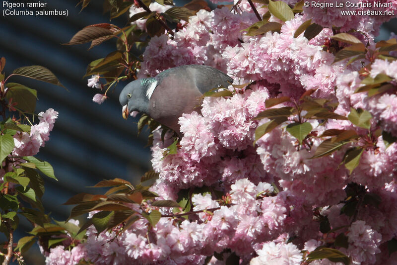 Pigeon ramier