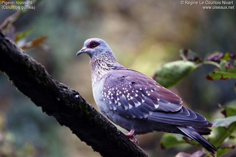 Speckled Pigeon