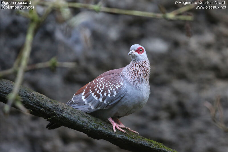 Pigeon roussard