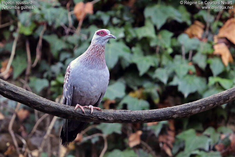 Pigeon roussard