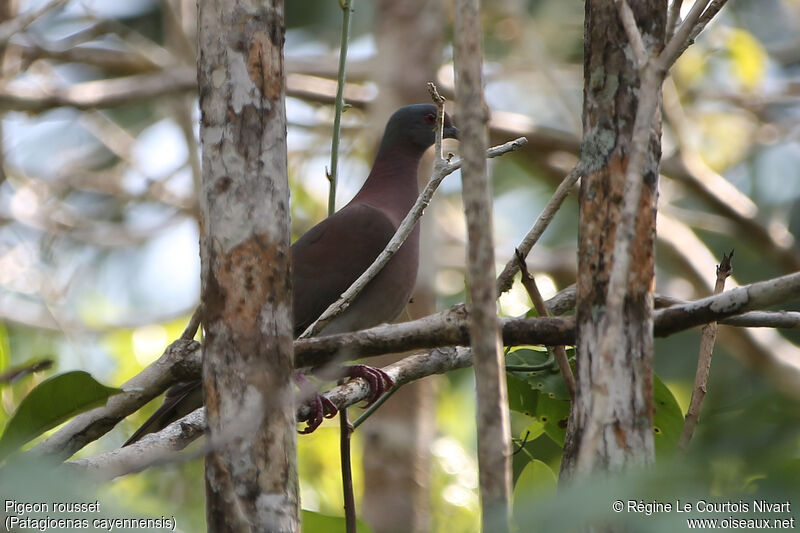 Pigeon rousset