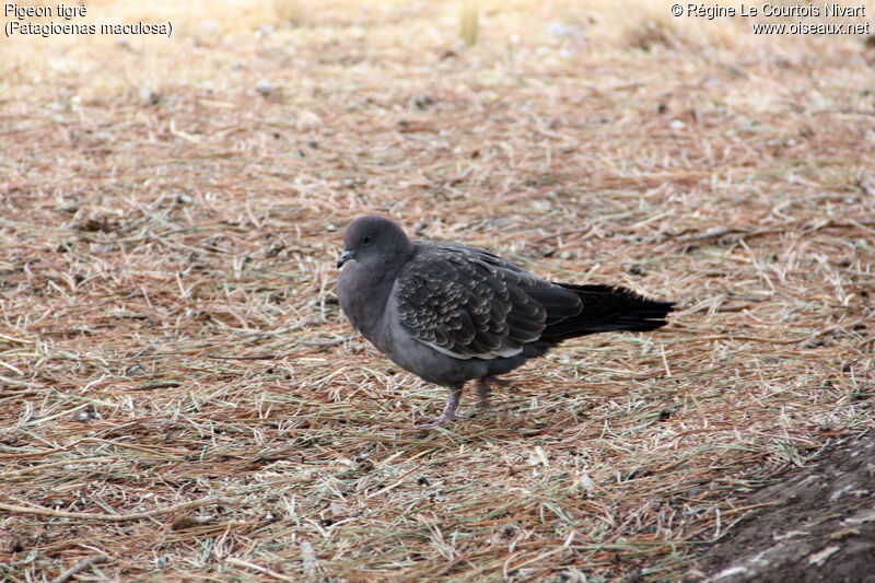 Pigeon tigré