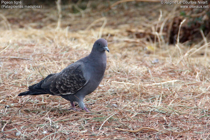 Pigeon tigré