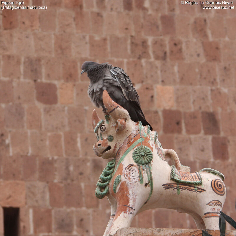 Spot-winged Pigeon