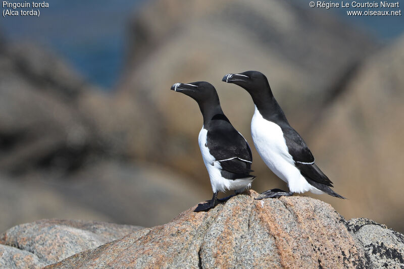 Pingouin torda