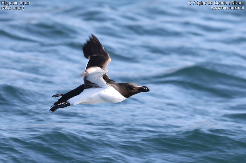 Razorbill