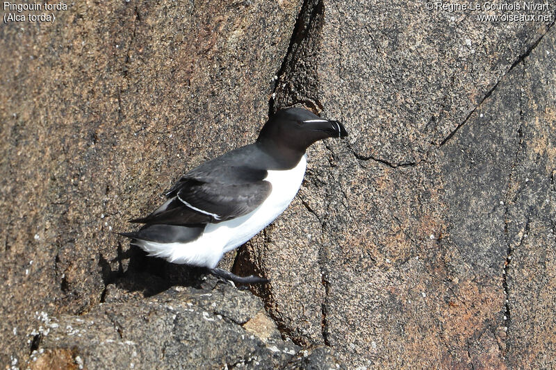 Razorbill