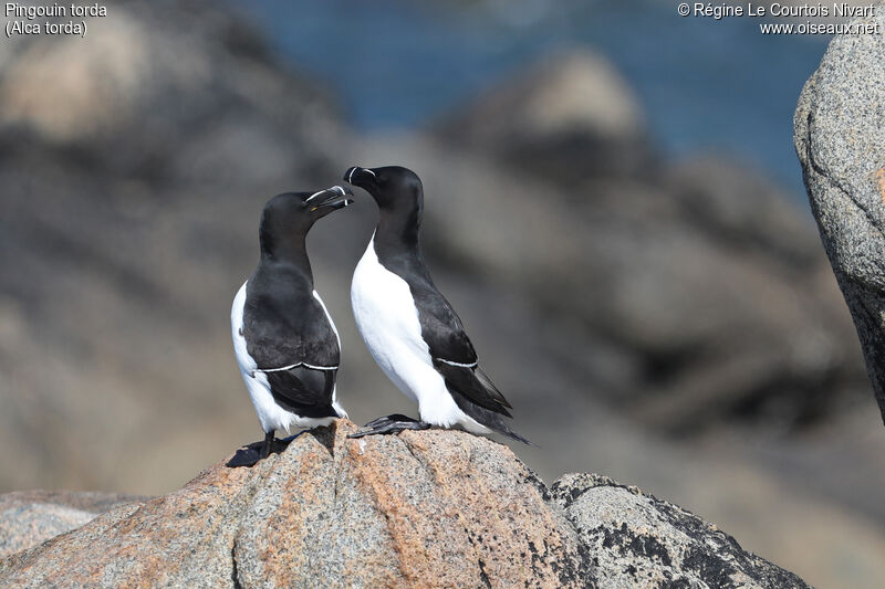 Razorbill