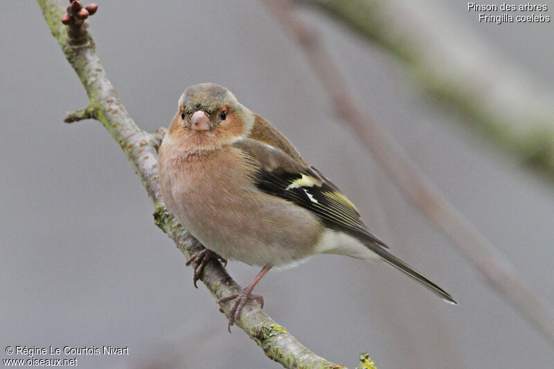 Eurasian Chaffinch