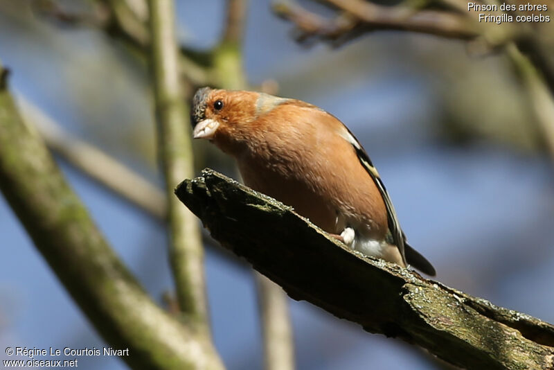 Eurasian Chaffinch male