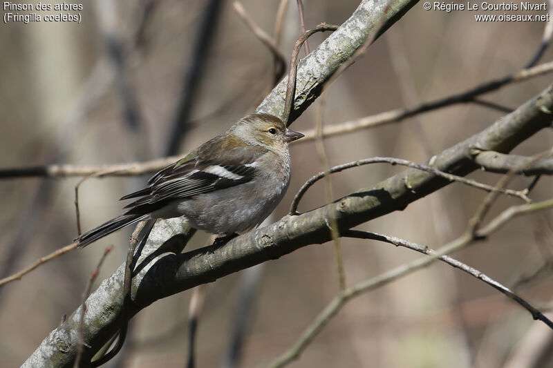 Eurasian Chaffinch female