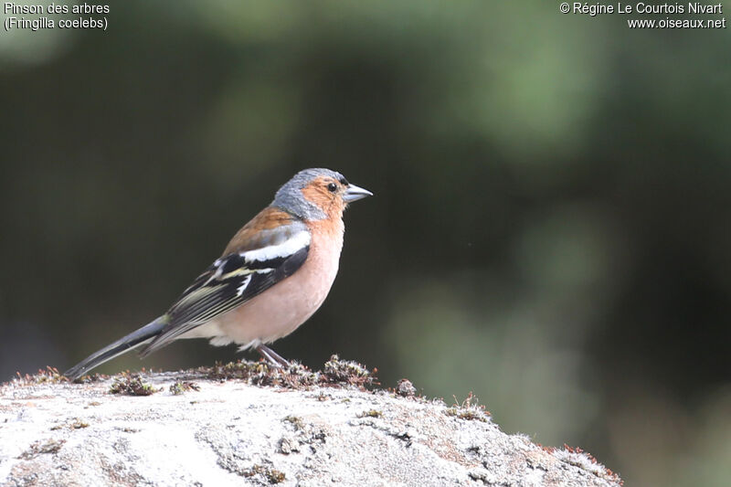 Eurasian Chaffinch