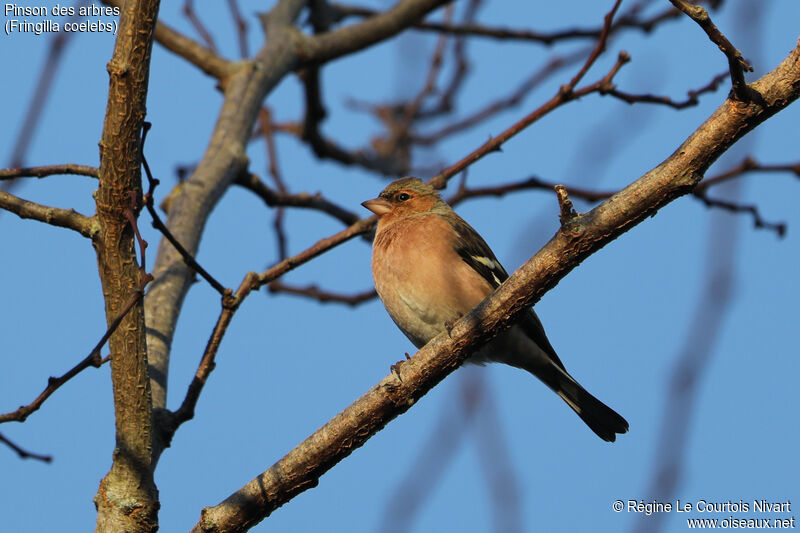 Eurasian Chaffinch male adult