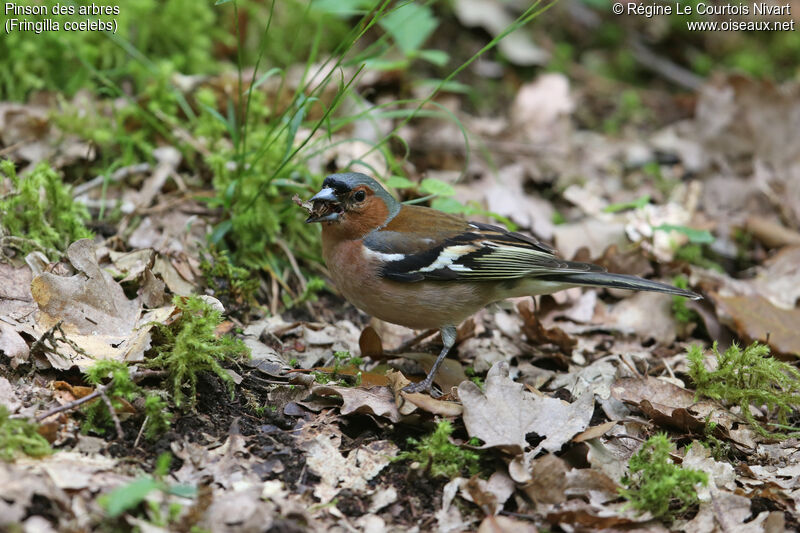 Eurasian Chaffinch