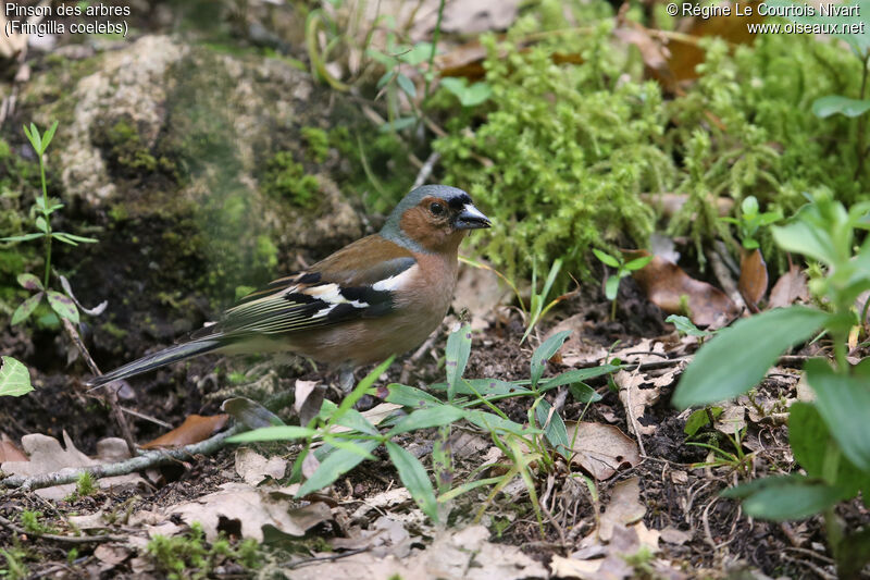 Eurasian Chaffinch