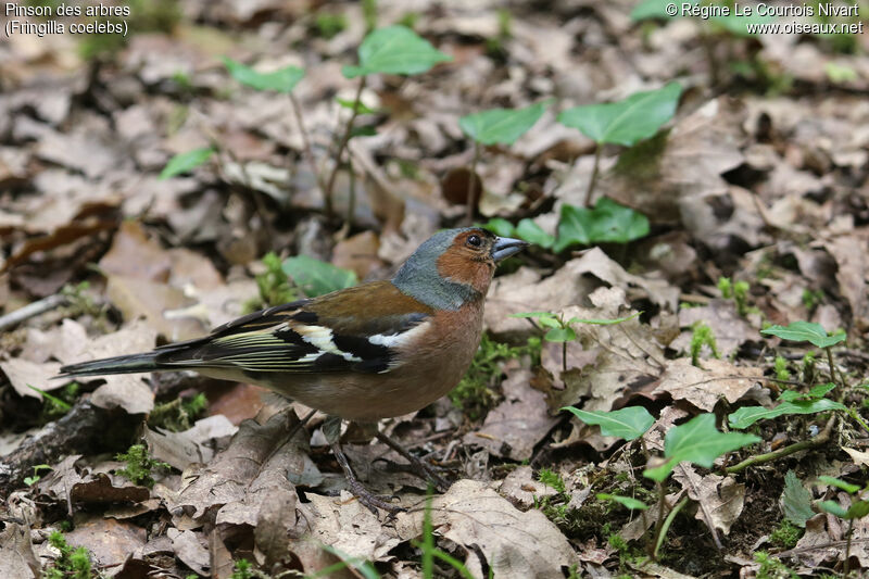 Eurasian Chaffinch