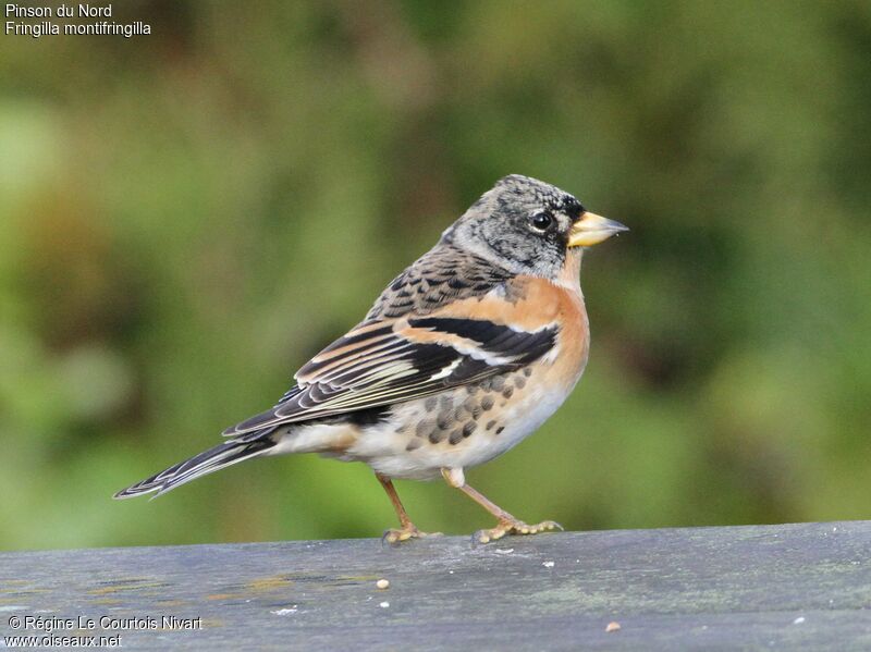 Brambling male