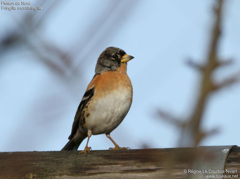 Brambling male