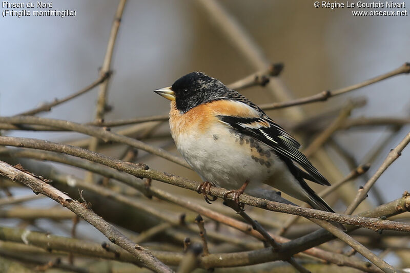 Brambling male