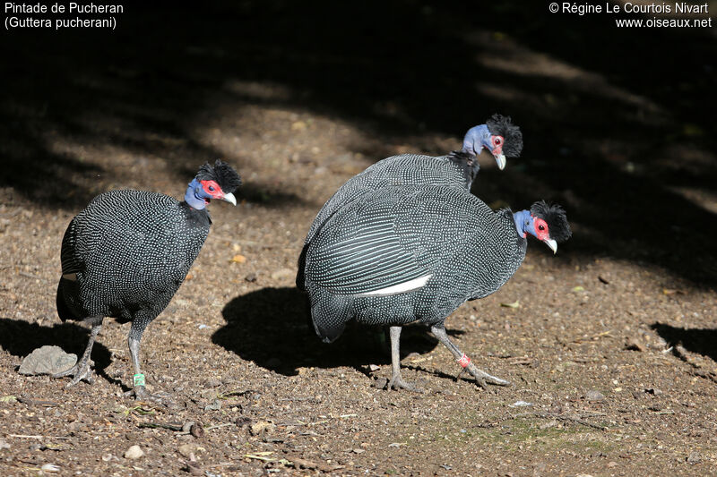 Eastern Crested Guineafowl