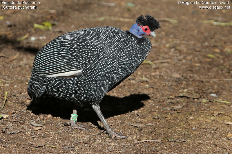 Eastern Crested Guineafowl