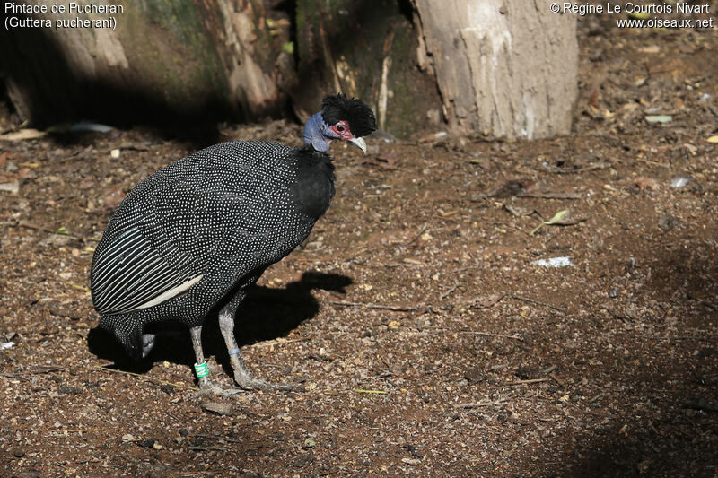 Eastern Crested Guineafowl