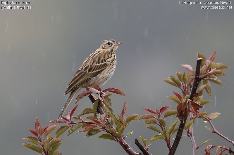 Pipit des arbresjuvénile