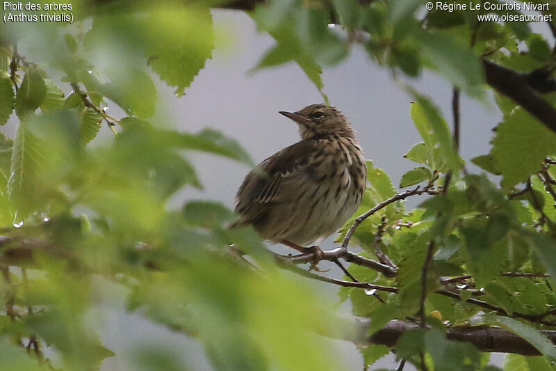 Tree Pipit