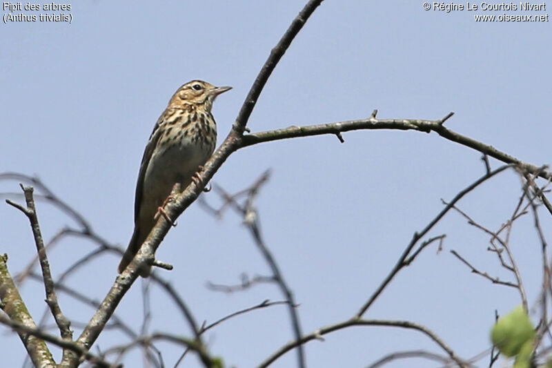 Tree Pipit