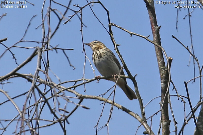 Pipit des arbres