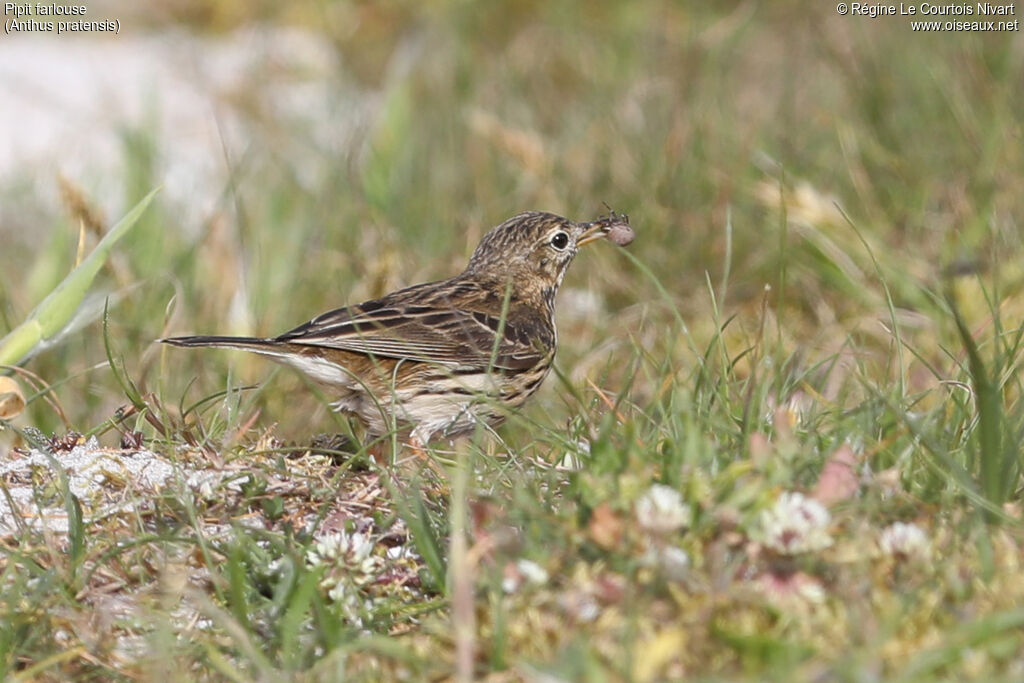 Meadow Pipit