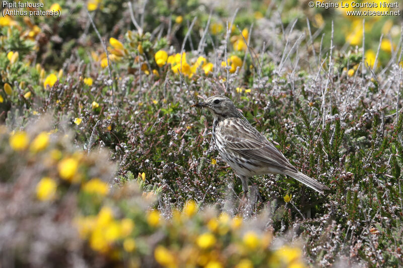 Meadow Pipit