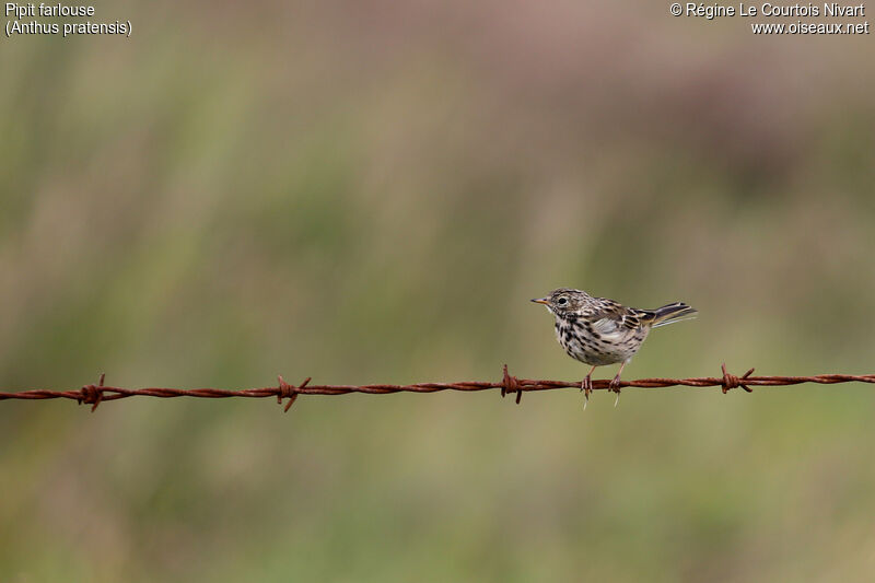 Pipit farlouse