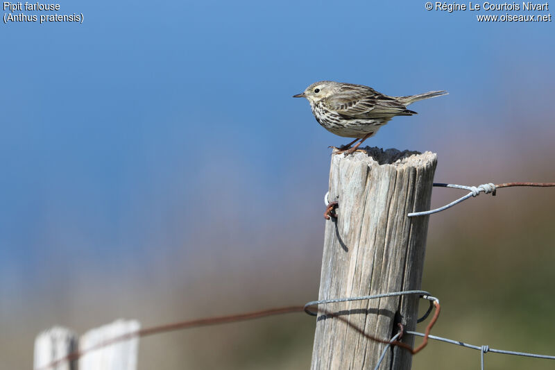 Pipit farlouse