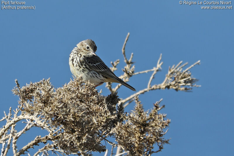 Meadow Pipit