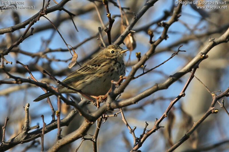 Meadow Pipit