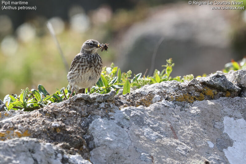 European Rock Pipit