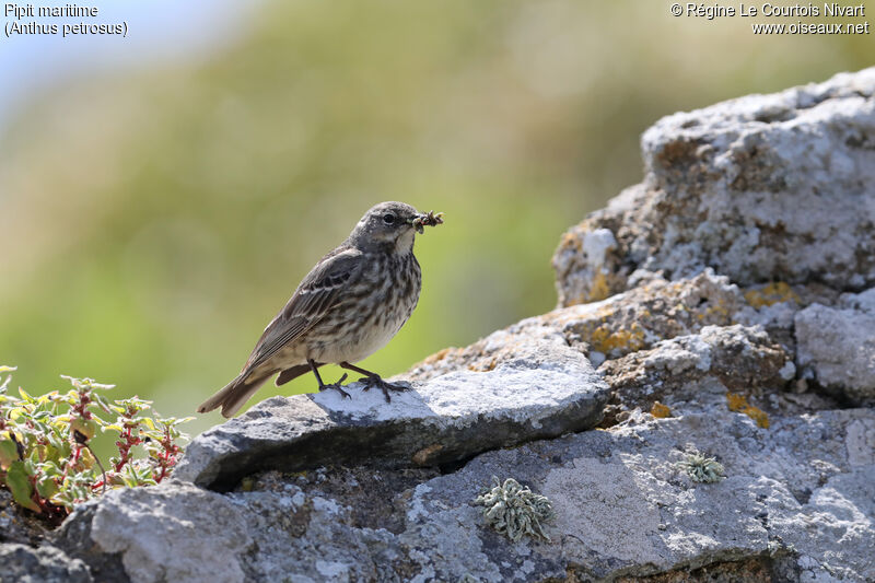 European Rock Pipit