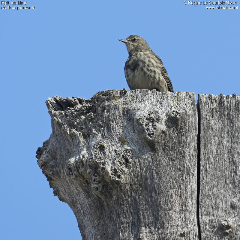 European Rock Pipit