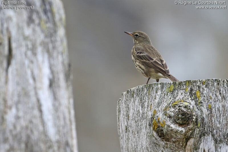 European Rock Pipit