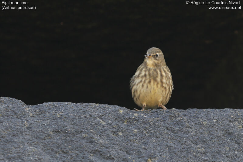 European Rock Pipit