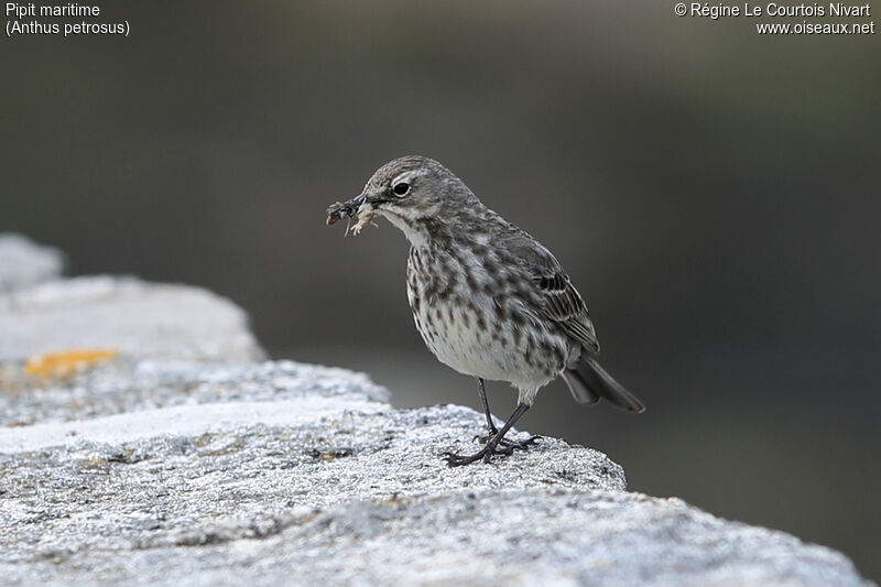 European Rock Pipit